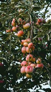 Apples Apple Tree Iphone Wallpaper Background Iphone Wallpaper Apple Tree Iphone Wallpaper Wallpaper