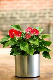 While they don't grow outdoors in the cold climate, you can definitely grow them indoors. Nyc Plant Rental Plant Care Advice Tagged Tropical Plants Interior Foliage Design