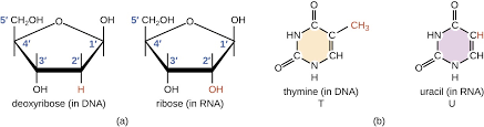 Structure And Function Of Rna Microbiology