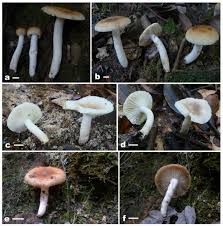 Image result for Russula foetentula