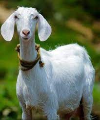 I said in my last video, a great way to get context for the. à®•à®©à®µ à®² à®†à®Ÿ à®•à®³ à®• à®£ à®ªà®¤ Goat In Dream Meaning In Tamil Cute Animals Goats Milk Lotion Animals