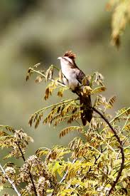 This resident cuckoo is found from mexico and trinidad south to bolivia and argentina. Saci Tapera Naevia
