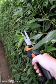 How often should i cut back my hedge? How To Trim Hedges Guide To Pruning Garden Therapy