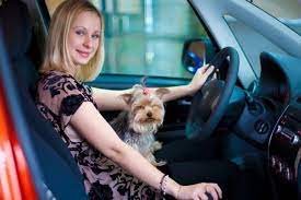 Cara terbaik adalah jika anda membeli keranjang yang dirancang khusus untuk membawa binatang. Perhatikan Ini Bila Mau Bawa Hewan Peliharaan Jalan Jalan Pakai Kendaraan