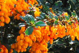 Image result for Berberidaceae