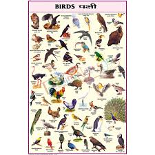 Birds Chart 50x75cm