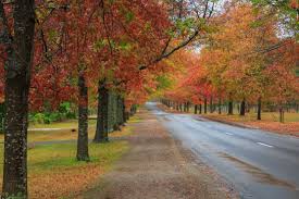 10 Stunning Locations To View Autumn Leaves Near Melbourne Macedon Places In Melbourne Melbourne Places To Visit
