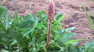 Image result for Orobanche minor
