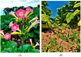 Image result for Nicotiana tabacum