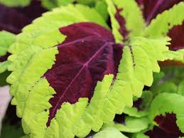 Image result for Coleus sylvestris