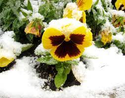 Pansies, just like those two examples, are cool climate flowers. Can Pansies Survive Frost How To Prepare Your Pansies For Winter
