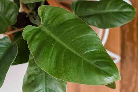 View this post on instagram. Growing Philodendron Erubescens Indoor