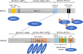 breast, colorectal, and lung cancer. Hereditary Breast And Ovarian Cancer Hboc Review Of Its Molecular Characteristics Screening Treatment And Prognosis Springerlink