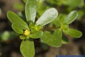 International database of healing herbs about this table: Portulaca Oleracea Alias Sommer Portulak Gewuerz Portulak Gemuese Portulak Sommer Postelein Burzelkraut Buerzelkraut Buerzelkohl Kreusel Sauburtzel Portulak Hippocampus Bildarchiv