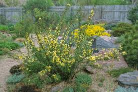 Image result for Sebaea sedoides