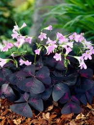 Image result for Oxalis obliquifolia