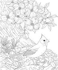 Flower page printable coloring sheets. Free Printable Coloring Page North Carolina State Bird And Flower Cardinal Dogwood Educati Bird Coloring Pages Flower Coloring Pages Animal Coloring Pages