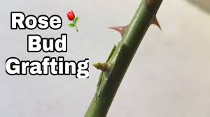 Check spelling or type a new query. Rose Grafting Rose Bud Grafting How To Graft Rose Plant English Subtitles Youtube