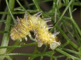 Image result for Flabellaria