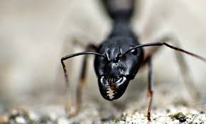 Invasion De Fourmis Minuscules Tout Savoir Sur Les Petites Fourmis Noires