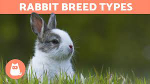 Different Types Of Rabbits Best Breeds Youtube Rabbit Breeds Different Types Of Rabbits Rabbit