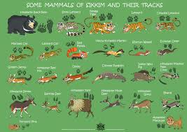 Here are 50 animals name. Green Humour Mammals Of Sikkim