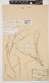 Image result for Eriosema vanderystii