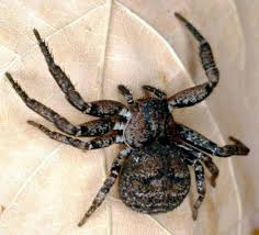Who Wants To Pet This Hairy Spider Lol Spider Crab Spider Arachnids Spiders