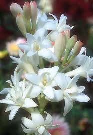 Per scoprire le piante e le composizioni chiamate il +39 il punto di forza di bianchi fiori e piante è infatti la passione con cui creiamo delle realizzazioni uniche: La Tuberosa Fiore Dal Profumo Proibito Extrait