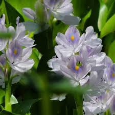 Image result for Pontederiaceae