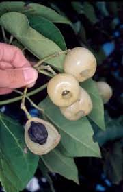 Image result for Hernandia nymphaeifolia