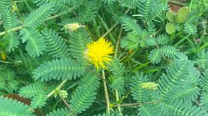 Image result for Neptunia oleracea