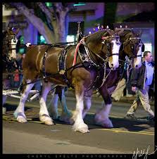 Pin By Dee Forrest Bell On The Gift Of Animals Horses Clysdale Horses Big Horses