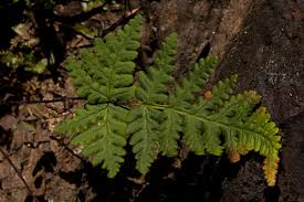 Image result for Aleuritopteris