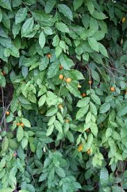 Image result for Carpolobia alba