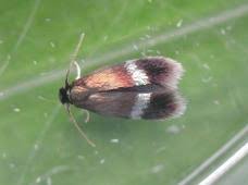 Image result for Stigmella speciosa