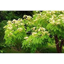 Image result for Albizia procera