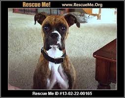 That's why breed clubs have rescue organizations devoted to taking care of homeless dogs. Michigan Boxer Rescue Adoptions Rescueme Org Boxer Rescue Boxer Dogs Dog Love