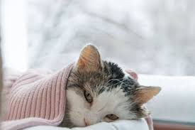 When your dog is beset by illnesses, these prayers for a sick dog can help. Prayer For Healing A Sick Cat Today And Always Pet