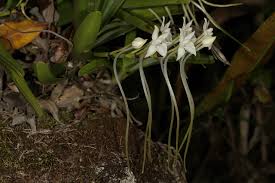 Image result for Rangaeris muscicola