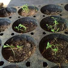 Growing Poppies From Seed Any Tips For This Point Growing Poppies Backyard Garden Landscape Planting Flowers