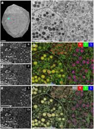 This diagram shows a typical animal cell. Multi Color Electron Microscopy By Element Guided Identification Of Cells Organelles And Molecules Scientific Reports