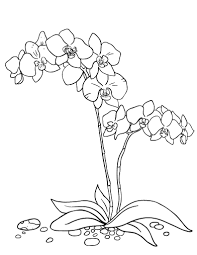Orchid Coloring Pages Printable Orchid Drawing Flower Drawing Orchids