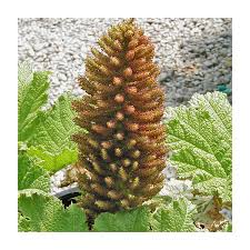 Image result for Gunnera