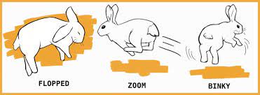 This is further complicated by the fact that your choice to. Bunny Binkies What Is That Weird Twist And Jump