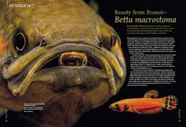 The spotfin betta or brunei beauty (betta macrostoma) is a species of labyrinth fish endemic to the island of borneo. Amazonas Sep Oct 2019 Man Made Fishes Amazonas Magazine