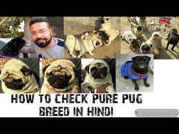 Pug Dog Diet Plan Pug Dog Diet Chart In Hindi Pug Dog