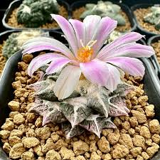 Image result for Dissotis gilgiana