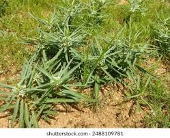 Image result for Enicostema