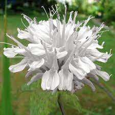 Monarda Snow White Botanus Care Inspire Grow Flowers Perennials White Plants White Flowers